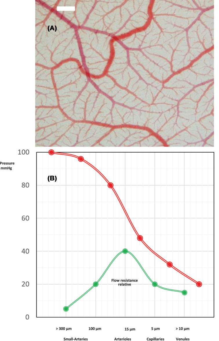 Microvascular disease in chronic kidney disease: the base of the iceberg in cardiovascular comorbidity.