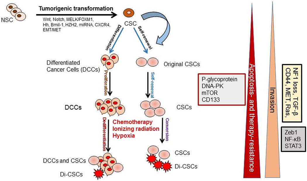 Resistance to drugs and cell death in cancer stem cells (CSCs).