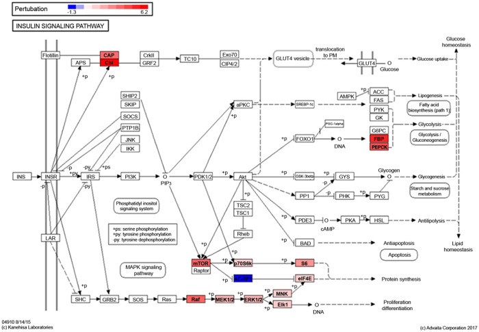 The insulin signaling pathway is dysregulated in cumulus cells from obese, infertile women with polycystic ovarian syndrome with an absence of clinical insulin resistance.