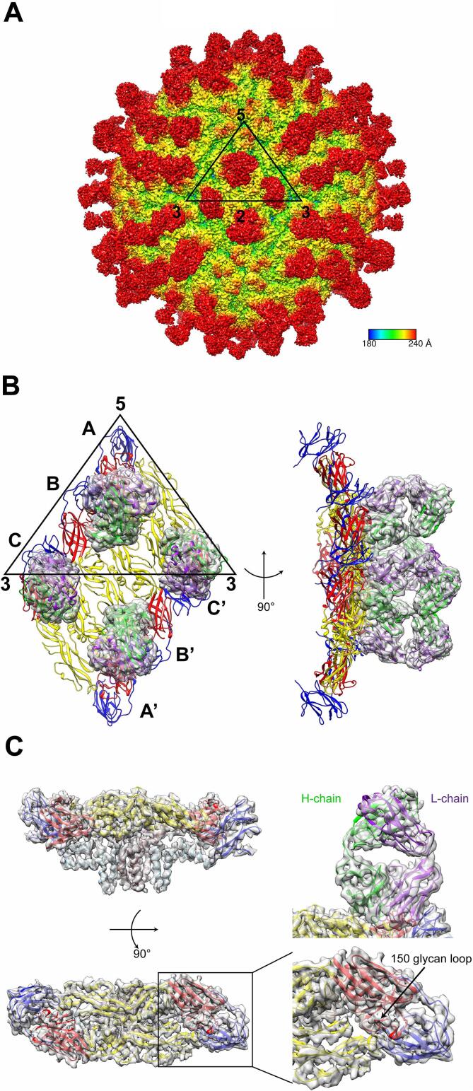 A complex between the Zika virion and the Fab of a broadly cross-reactive neutralizing monoclonal antibody revealed by cryo-EM and single particle analysis at 4.1 Å resolution