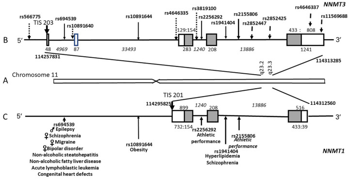 Nicotinamide <i>N</i>-Methyltransferase: Genomic Connection to Disease.