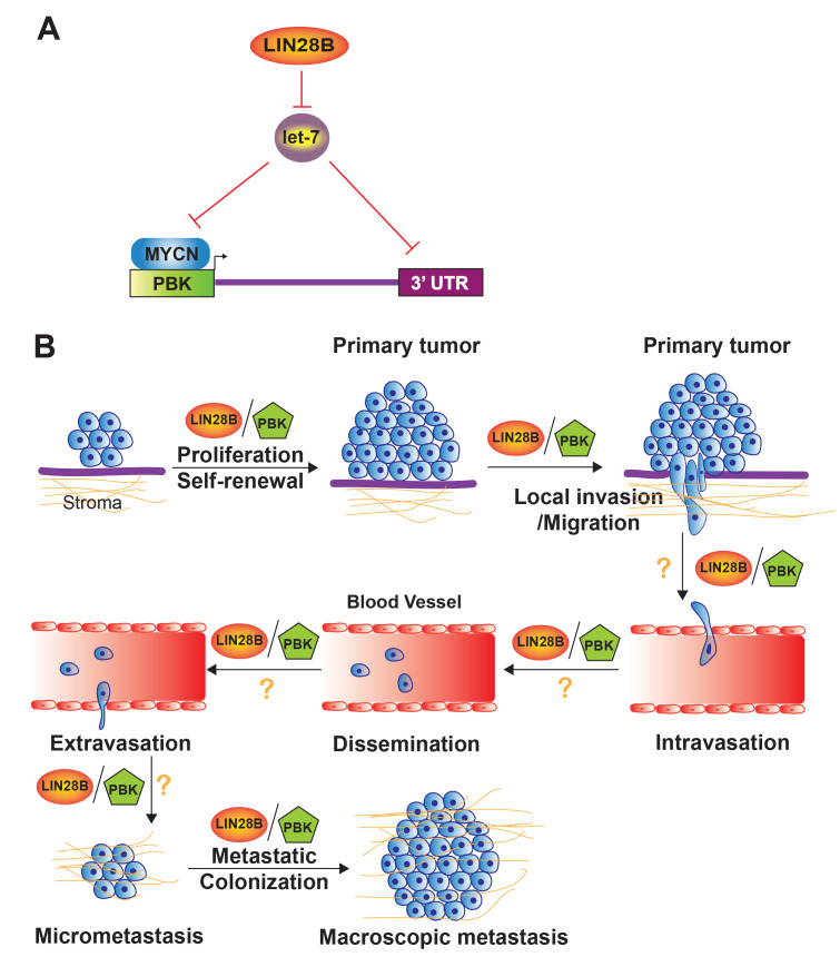 RNA Binding Protein LIN28B: a prime time player shaping neuroblastoma aggression and metastasis.