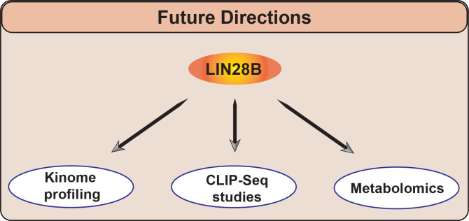 RNA Binding Protein LIN28B: a prime time player shaping neuroblastoma aggression and metastasis.