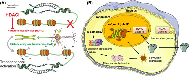 The class II histone deacetylases as therapeutic targets for Parkinson's disease.