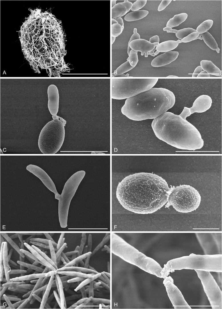 Diversity and phylogeny of basidiomycetous yeasts from plant leaves and soil: Proposal of two new orders, three new families, eight new genera and one hundred and seven new species