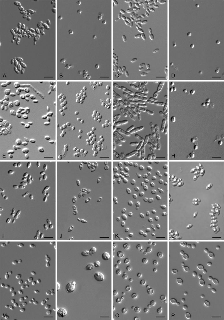 Diversity and phylogeny of basidiomycetous yeasts from plant leaves and soil: Proposal of two new orders, three new families, eight new genera and one hundred and seven new species