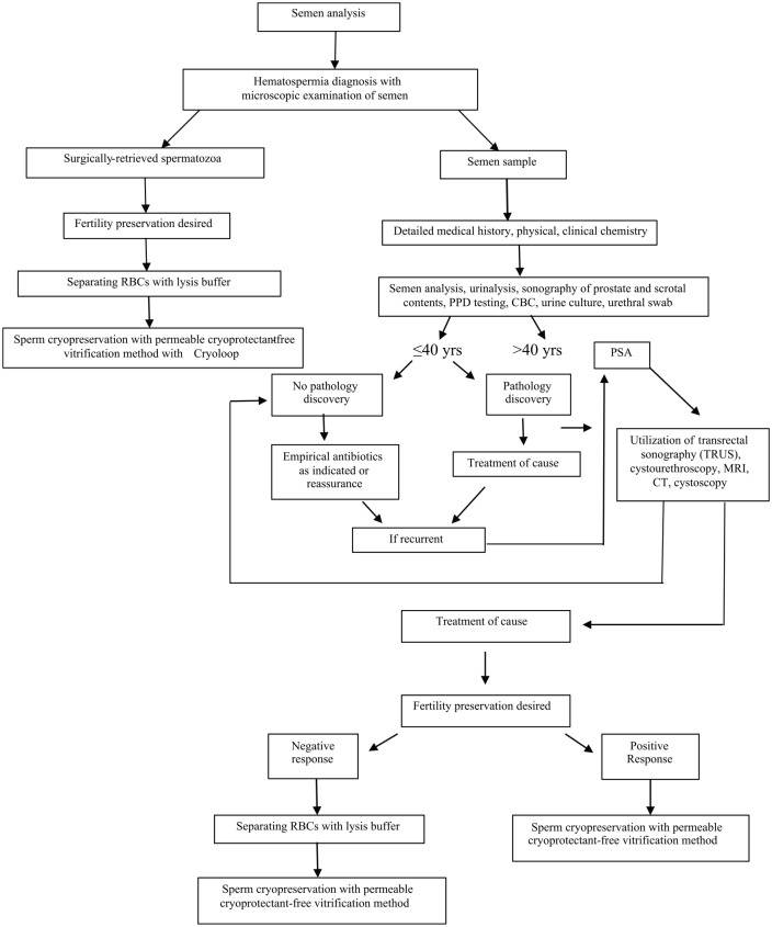 Laboratory and clinical management of leukocytospermia and hematospermia: a review.