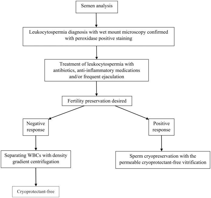 Laboratory and clinical management of leukocytospermia and hematospermia: a review.