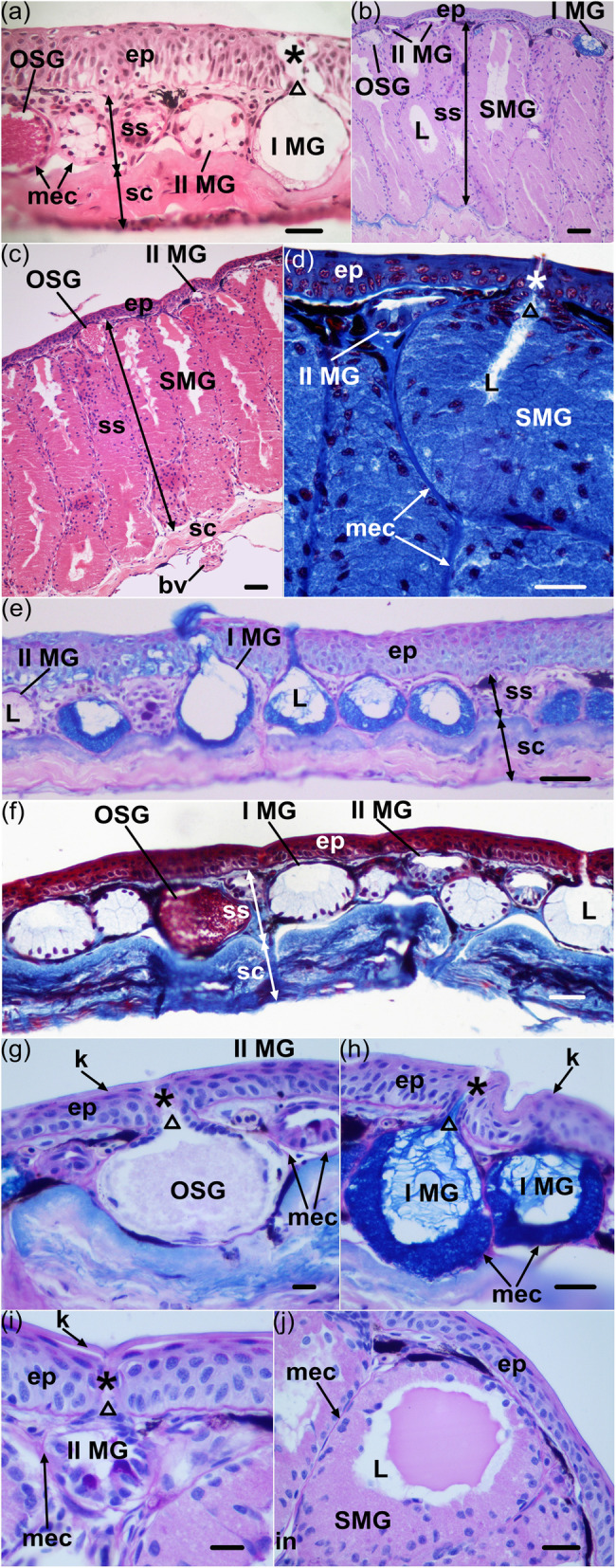 Structural and bio-functional assessment of the postaxillary gland in <i>Nidirana pleuraden</i> (Amphibia: Anura: Ranidae).