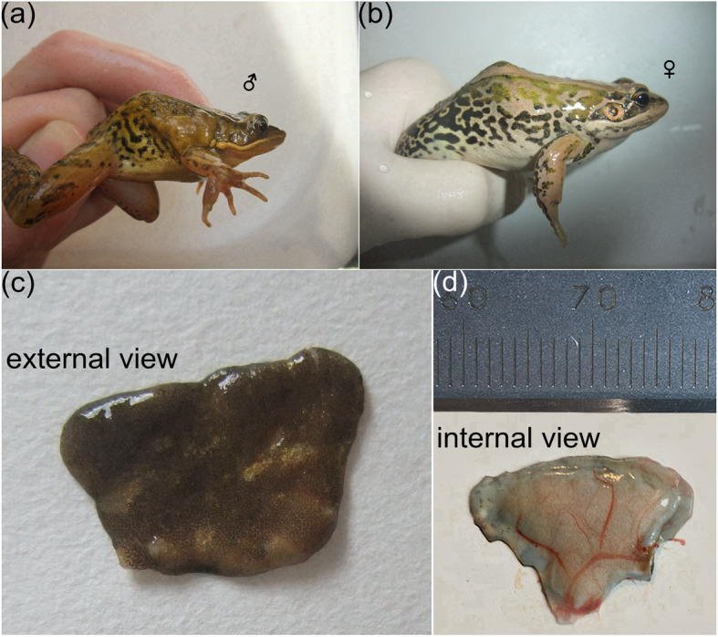 Structural and bio-functional assessment of the postaxillary gland in <i>Nidirana pleuraden</i> (Amphibia: Anura: Ranidae).