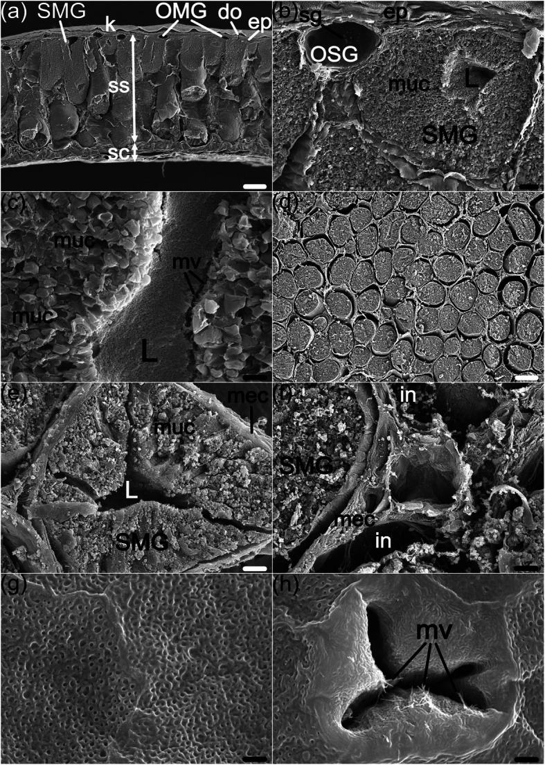 Structural and bio-functional assessment of the postaxillary gland in <i>Nidirana pleuraden</i> (Amphibia: Anura: Ranidae).