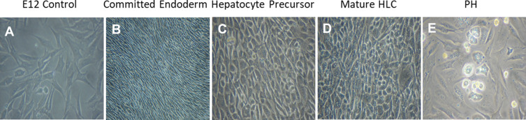 In vitro Differentiation of Human TERT-Transfected Multi-Lineage Progenitor Cells (MLPC) into Immortalized Hepatocyte-Like Cells.