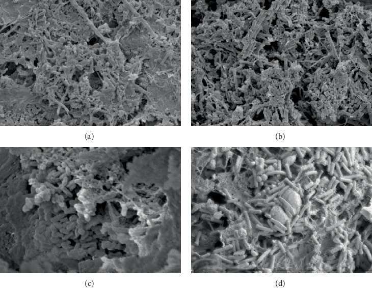 Characteristics of Biohydrogen Production and Performance of Hydrogen-Producing Acetogen by Increasing Normal Molasses Wastewater Proportion in Anaerobic Baffled Reactor.