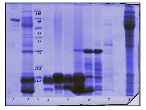 Recombinant antibodies against Iranian cobra venom as a new emerging therapy by phage display technology.