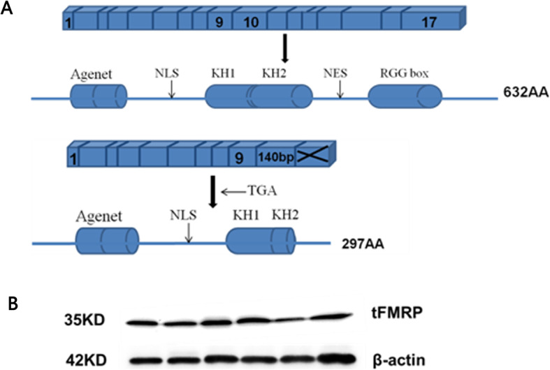 Further identification of a 140bp sequence from amid intron 9 of human FMR1 gene as a new exon.