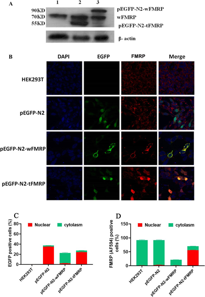 Further identification of a 140bp sequence from amid intron 9 of human FMR1 gene as a new exon.