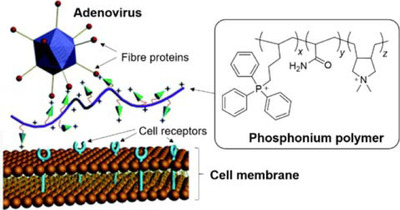 Sanitizing agents for virus inactivation and disinfection.