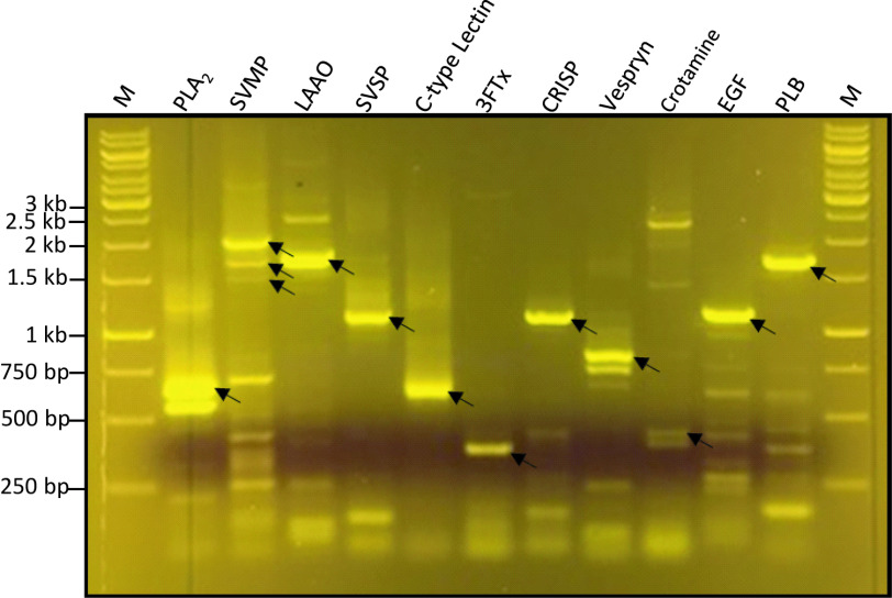 Toxin transcripts in <i>Crotalus atrox</i> venom and <i>in silico</i> structures of toxins.