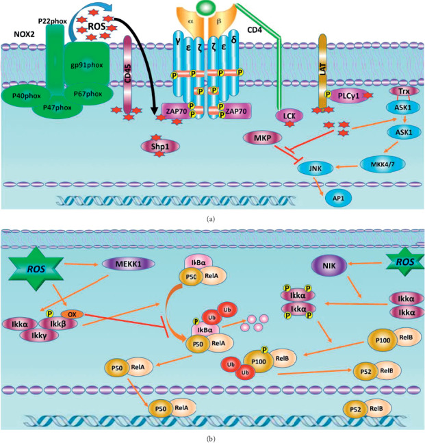 The Influence of Reactive Oxygen Species in the Immune System and Pathogenesis of Multiple Sclerosis.