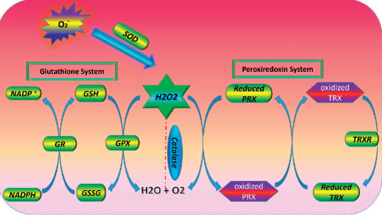 The Influence of Reactive Oxygen Species in the Immune System and Pathogenesis of Multiple Sclerosis.