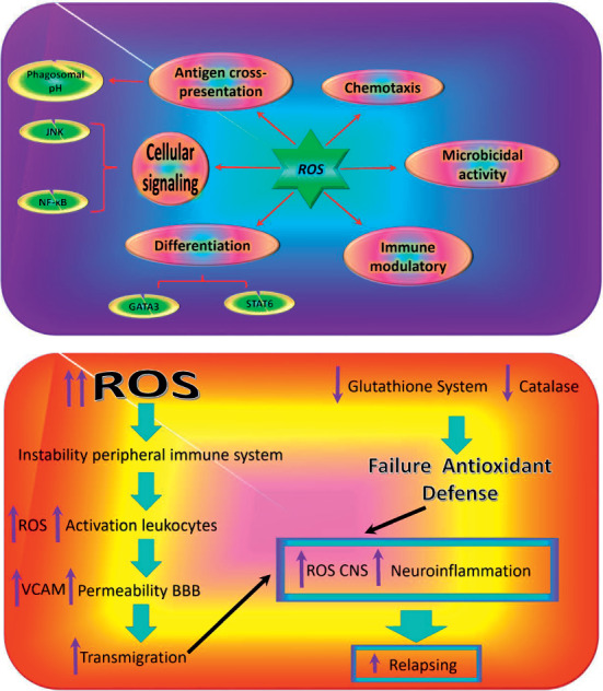 The Influence of Reactive Oxygen Species in the Immune System and Pathogenesis of Multiple Sclerosis.