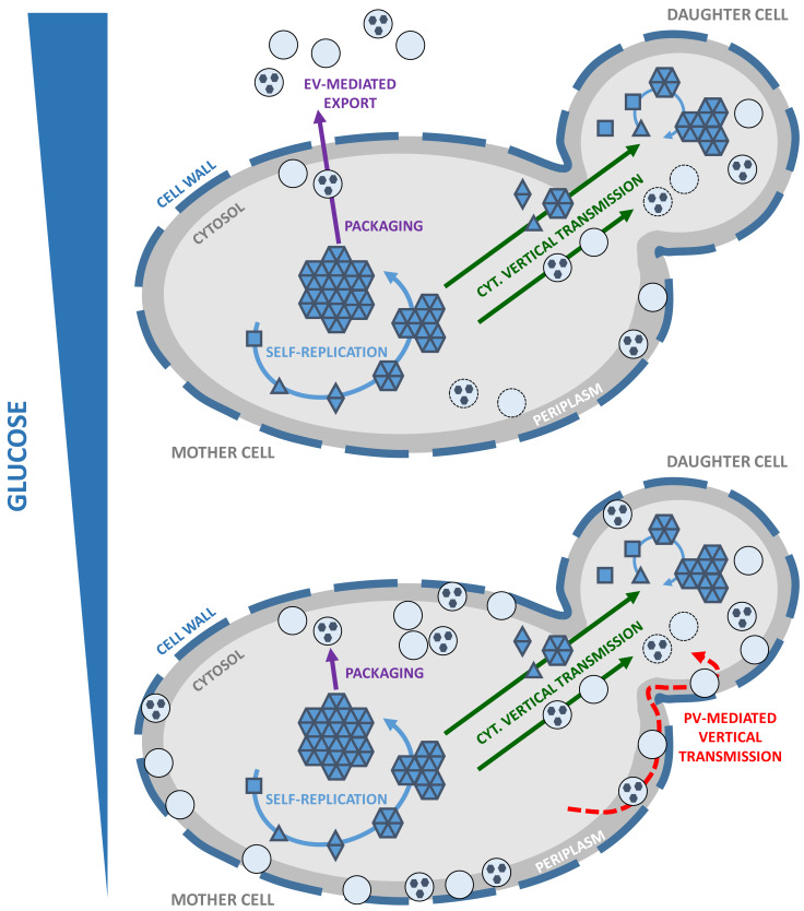 Hiding in plain sight: vesicle-mediated export and transmission of prion-like proteins.