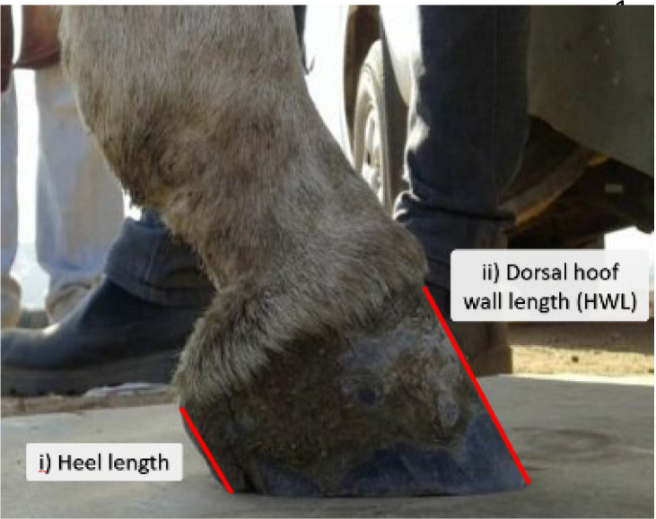 Morphometric measurements of the feet of working donkeys <i>Equus asinus</i> in Egypt.