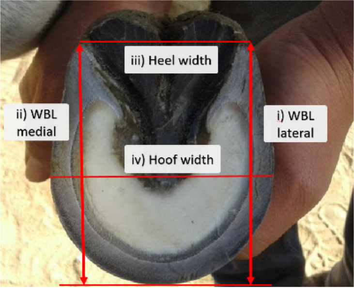 Morphometric measurements of the feet of working donkeys <i>Equus asinus</i> in Egypt.