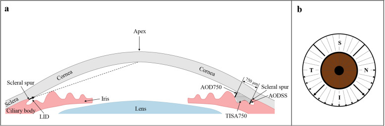 Modeling of gonioscopic anterior chamber angle grades based on anterior segment optical coherence tomography.