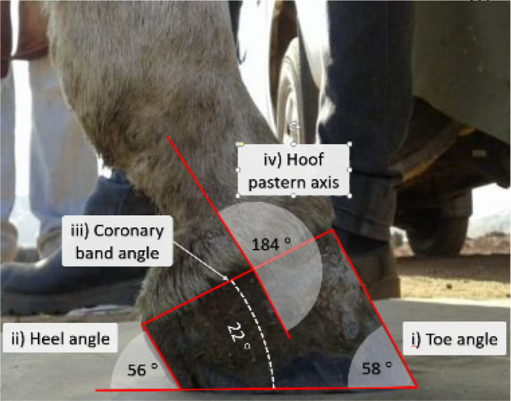 Morphometric measurements of the feet of working donkeys <i>Equus asinus</i> in Egypt.