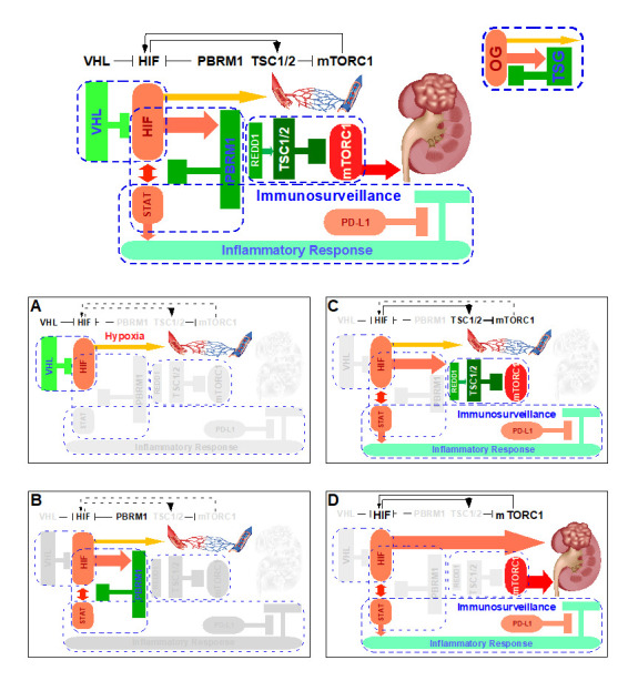 Exploiting the circuit breaker cancer evolution model in human clear cell renal cell carcinoma.