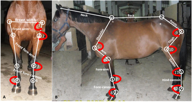 Relationships between morphometric measurements and musculoskeletal disorders in jumping Thoroughbred horses.