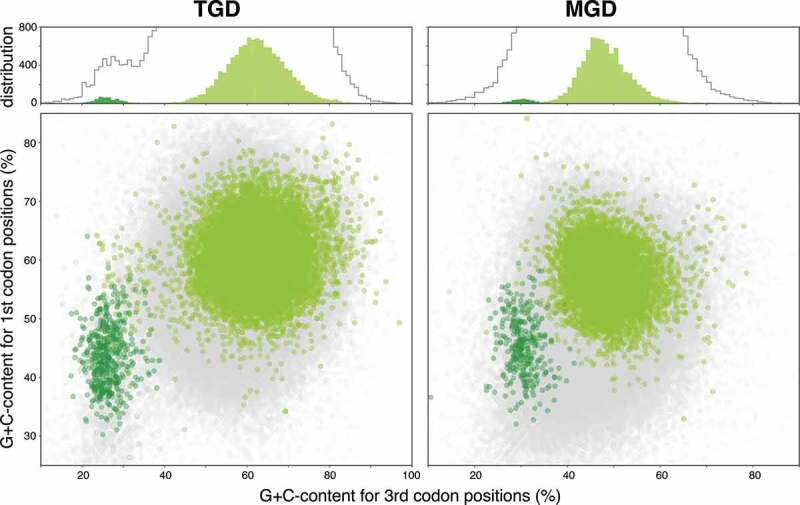 Putative genome features of relic green alga-derived nuclei in dinoflagellates and future perspectives as model organisms.