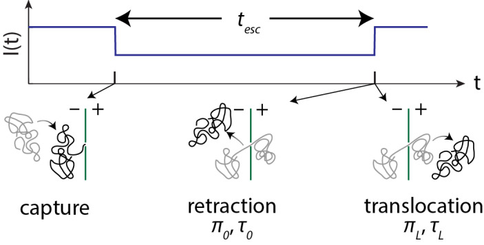 PPDiffuse: A Quantitative Prediction Tool for Diffusion of Charged Polymers in a Nanopore.