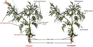 Thapsigargins and induced chemical defence in Thapsia garganica