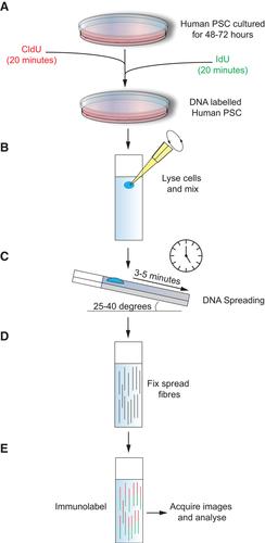 DNA Fiber Assay for the Analysis of DNA Replication Progression in Human Pluripotent Stem Cells