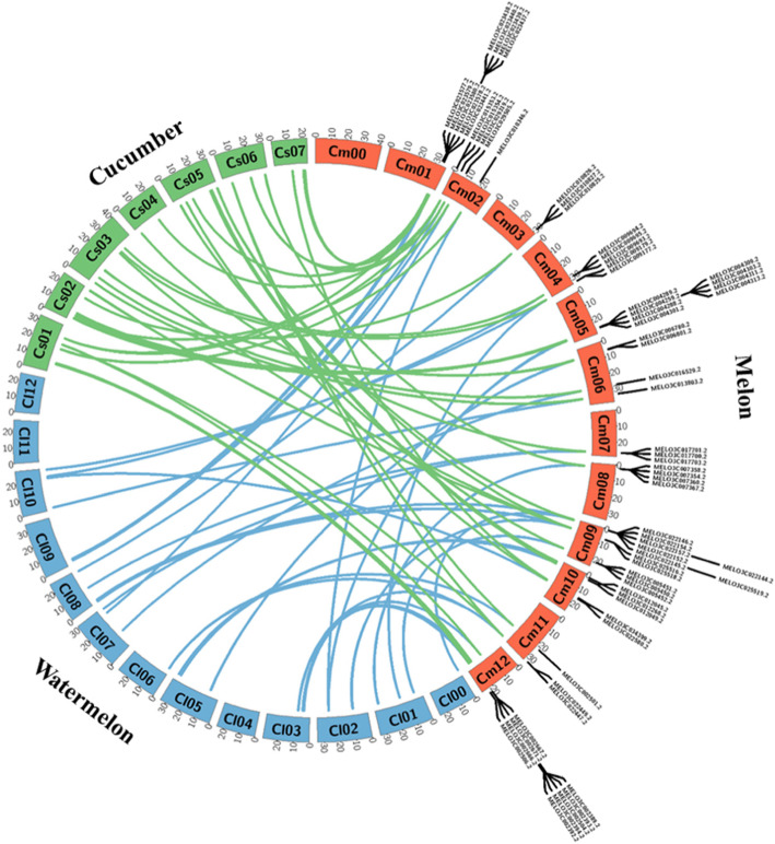 Characterization, identification and expression profiling of genome-wide R-genes in melon and their putative roles in bacterial fruit blotch resistance.