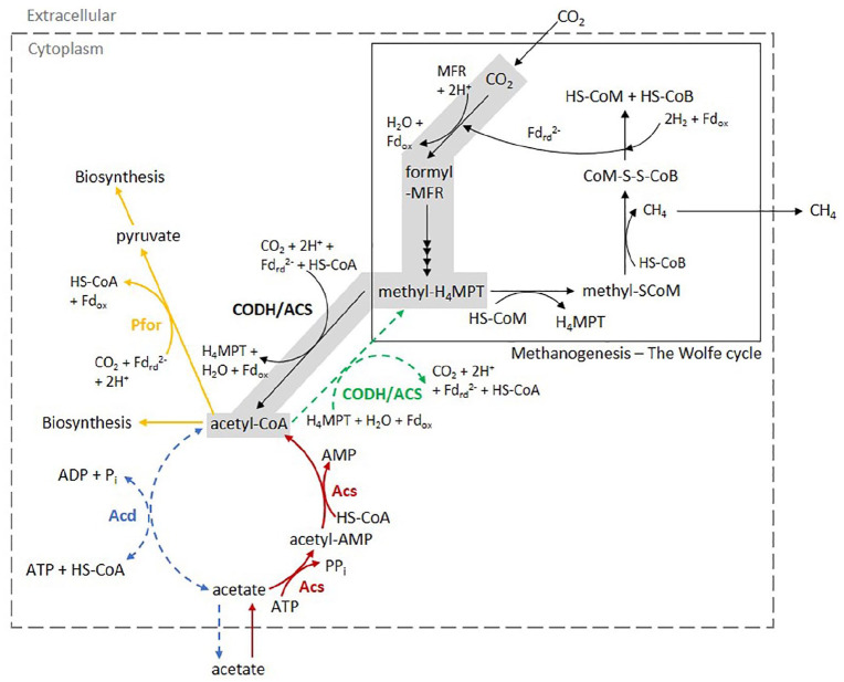 First Observation of an Acetate Switch in a Methanogenic Autotroph (<i>Methanococcus maripaludis</i> S2).