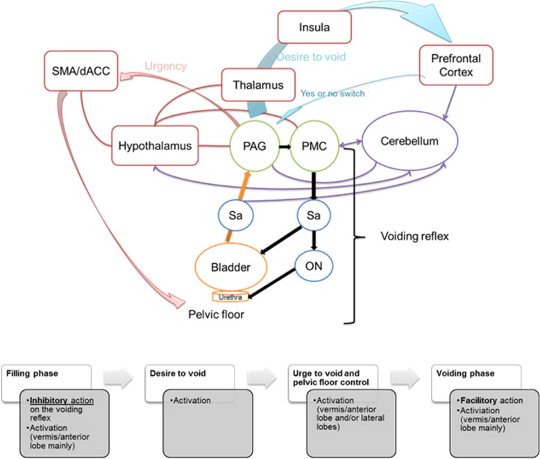 Cerebellum and micturition: what do we know? A systematic review.