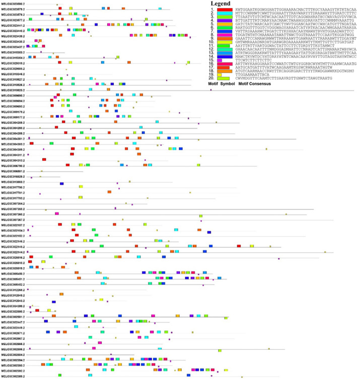 Characterization, identification and expression profiling of genome-wide R-genes in melon and their putative roles in bacterial fruit blotch resistance.