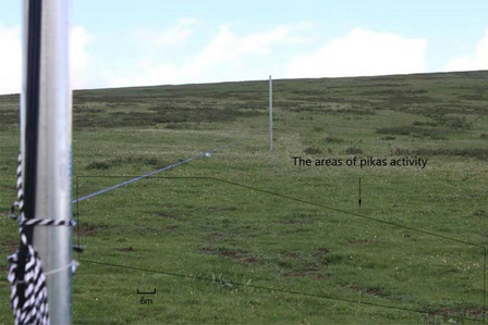 Risk assessment in the plateau pika (Ochotona curzoniae): intensity of behavioral response differs with predator species.