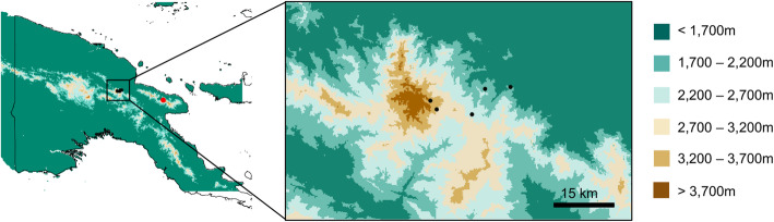 Last Glacial Maximum led to community-wide population expansion in a montane songbird radiation in highland Papua New Guinea.