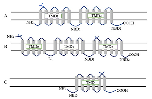 Role of membrane-embedded drug efflux ABC transporters in the cancer chemotherapy.