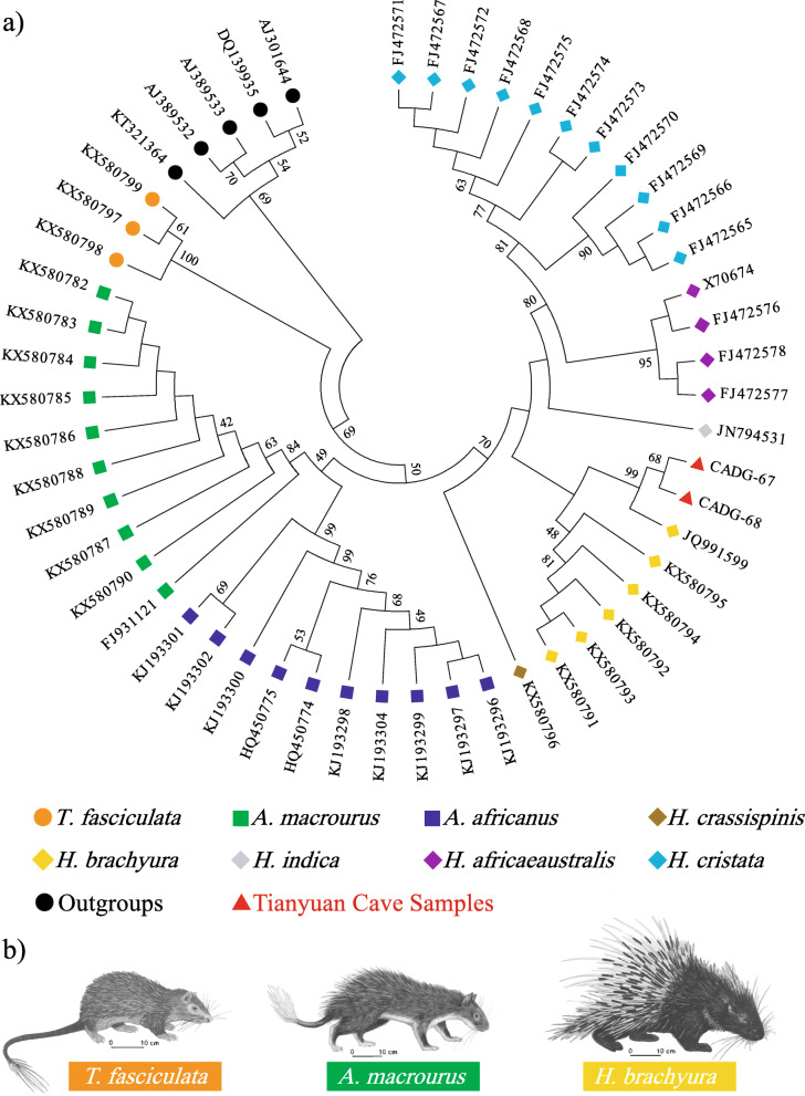 Ancient DNA of northern China Hystricidae sub-fossils reveals the evolutionary history of old world porcupines in the Late Pleistocene.