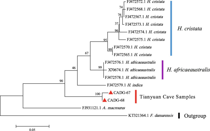 Ancient DNA of northern China Hystricidae sub-fossils reveals the evolutionary history of old world porcupines in the Late Pleistocene.