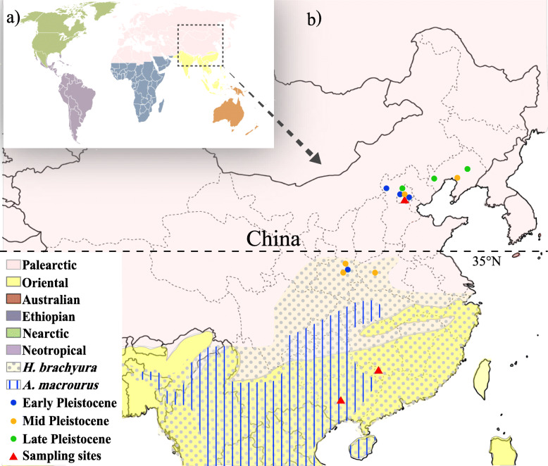 Ancient DNA of northern China Hystricidae sub-fossils reveals the evolutionary history of old world porcupines in the Late Pleistocene.