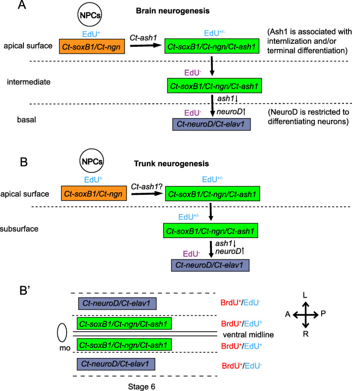 Investigating cellular and molecular mechanisms of neurogenesis in Capitella teleta sheds light on the ancestor of Annelida.