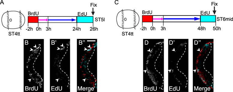 Investigating cellular and molecular mechanisms of neurogenesis in Capitella teleta sheds light on the ancestor of Annelida.