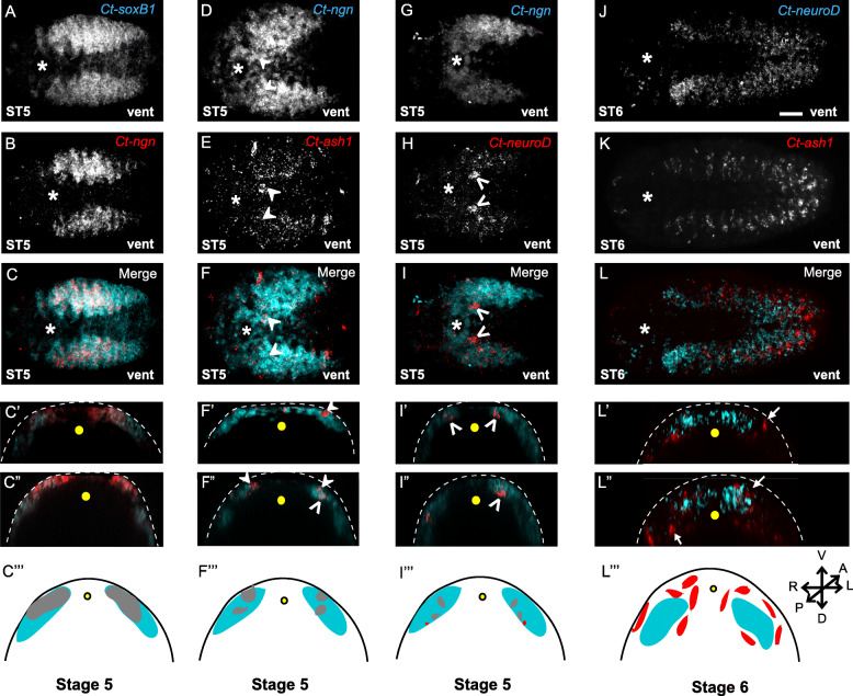 Investigating cellular and molecular mechanisms of neurogenesis in Capitella teleta sheds light on the ancestor of Annelida.