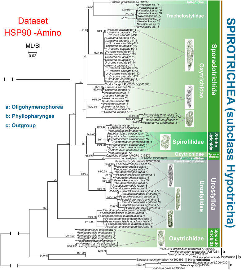 Assessing the utility of Hsp90 gene for inferring evolutionary relationships within the ciliate subclass Hypotricha (Protista, Ciliophora).